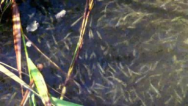 群小鱼大型沙子胡瓜鱼阿瑟琳娜boyeri阿瑟琳娜pontica黑色的海sasik利曼